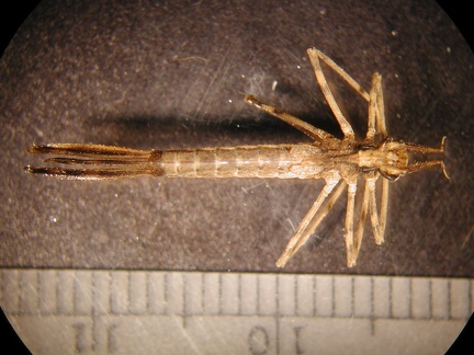 Calopteryx sp