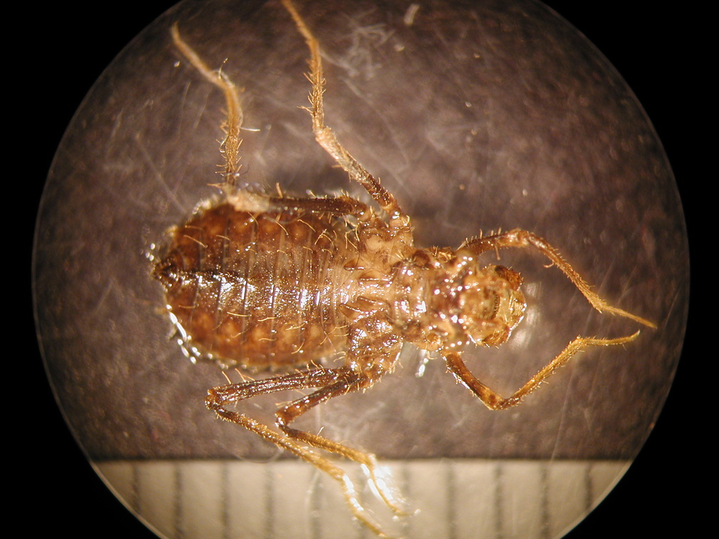 Epicordulia sp