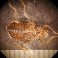 Epicordulia sp