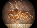 Epicordulia sp