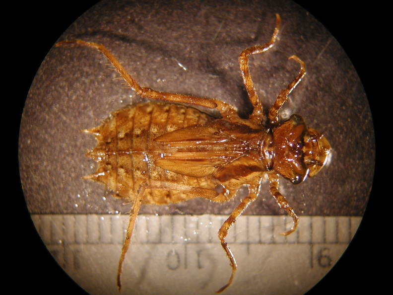 Tetragoneuria_sp.jpg