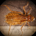 Tetragoneuria_sp.jpg