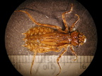 Tetragoneuria sp