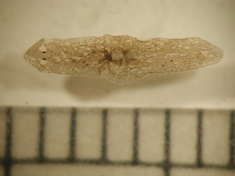 Planariidae - Planariidae.jpg Planariidae.jpg