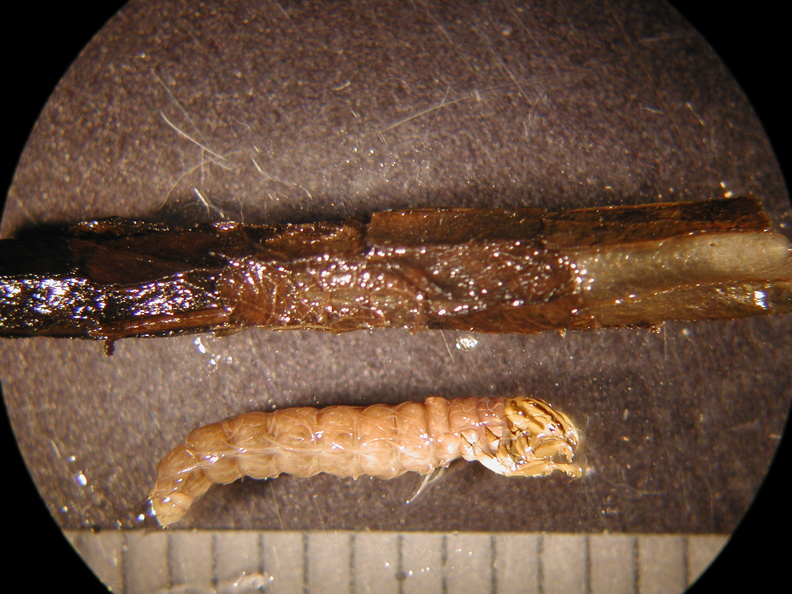 Oligostomis sp 1 - Oligostomis_sp_1.jpg Oligostomis_sp_1.jpg