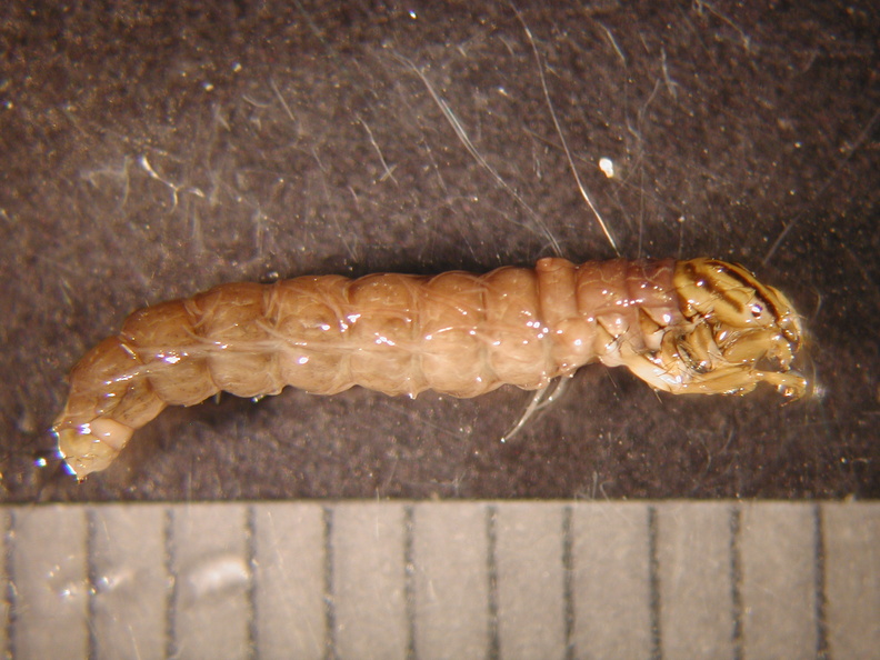 Oligostomis_sp_2.jpg