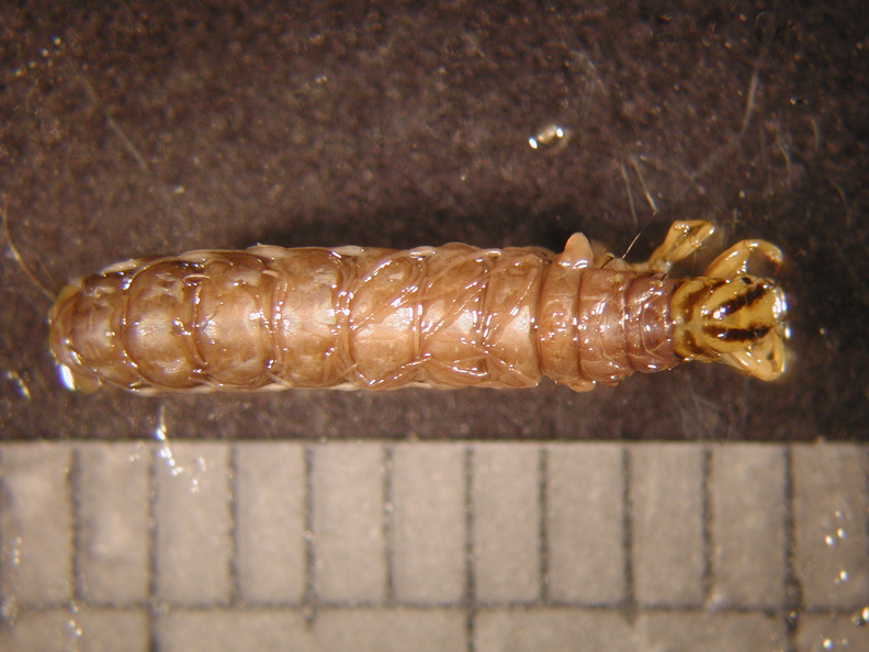 Oligostomis sp 3 - Oligostomis_sp_3.jpg Oligostomis_sp_3.jpg