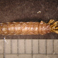 Oligostomis_sp_3.jpg