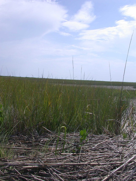 Slide 3 Spartina - Slide_3_Spartina.jpg Slide_3_Spartina.jpg