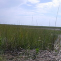 Slide_3_Spartina.jpg