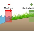 MarshGainInland.JPG