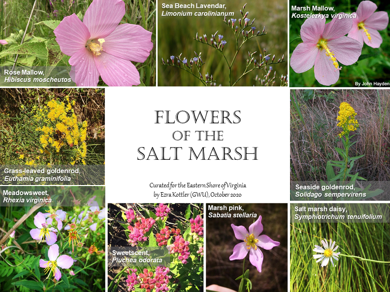 Marsh flower guide.png