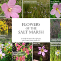 Marsh flower guide