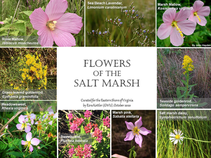 Marsh flower guide