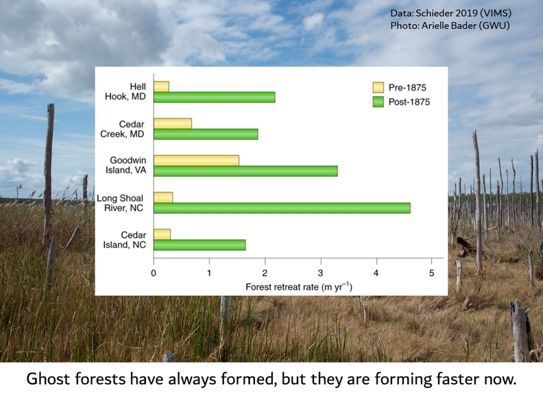 Faster Now forest retreat.png