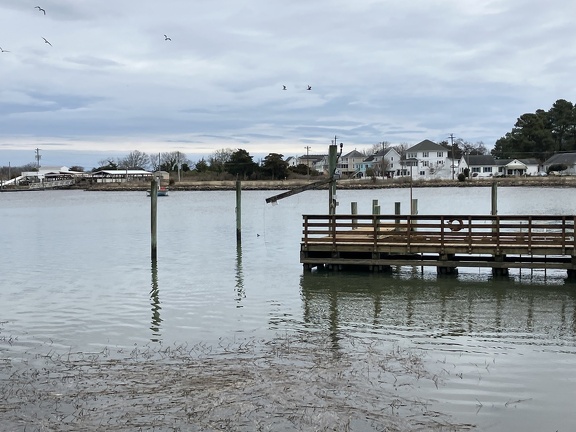 OysterTideBad1