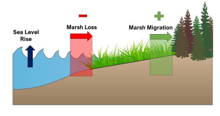 MarshGainInland