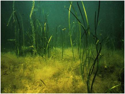 Seagrass Patch