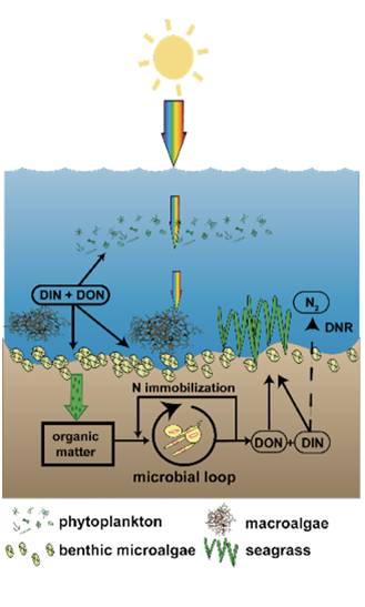 Seagrasses' Role in the Nitrogen Cycle