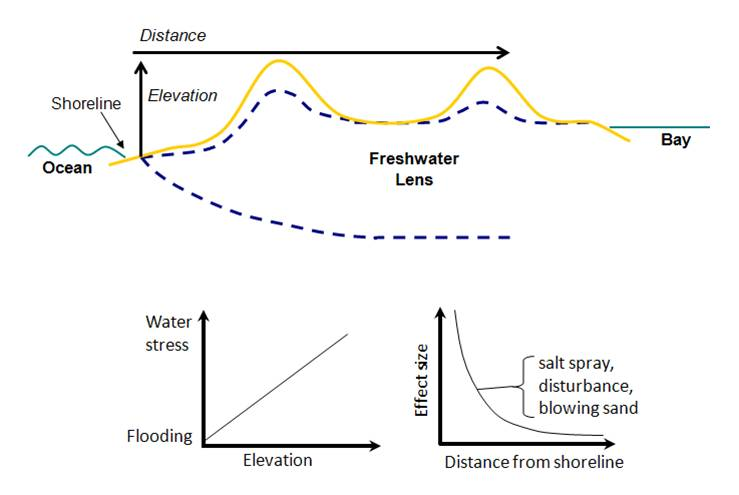 Vegetation Dynamics on the barrier islands in the VCR LTER site