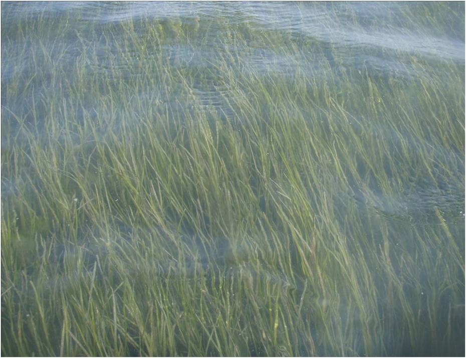 Seagrass in a coastal lagoon at the VCR LTER site