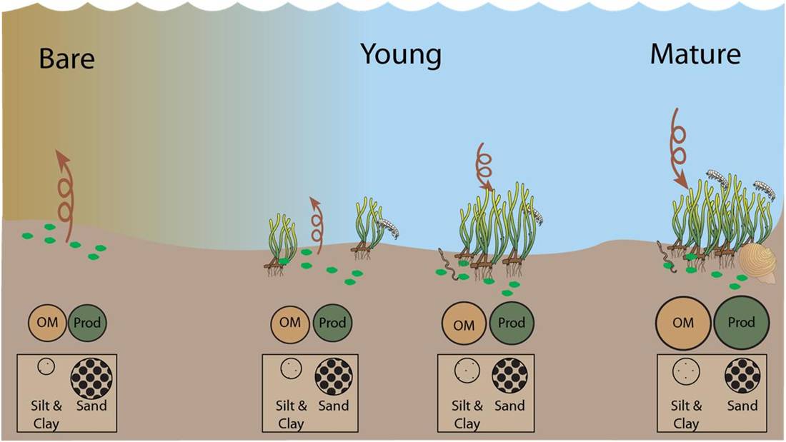 Conceptual model of the effects of seagrass restoration on lagoonal ecosystems